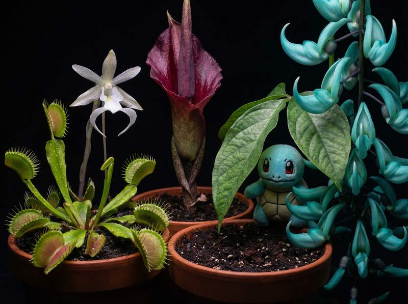 呦呦视频植物视频-呦呦视频植物视频：全球稀有植物视频大赏